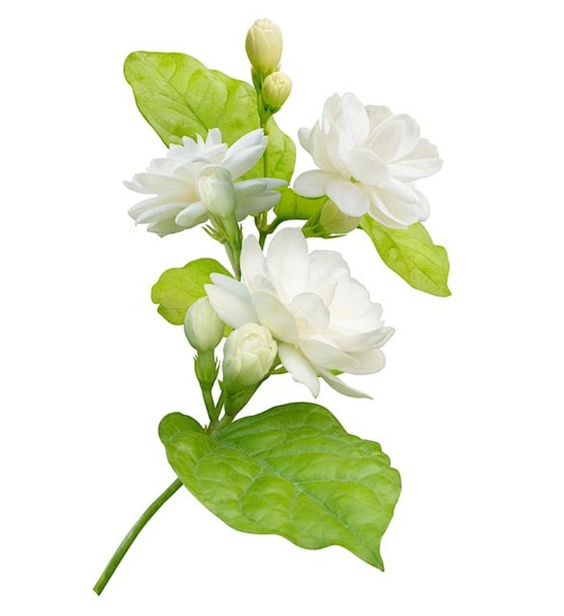 การแต่งหน้าสำหรับร่างกาย
